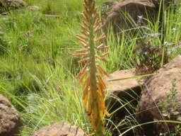 Kniphofia laxiflora